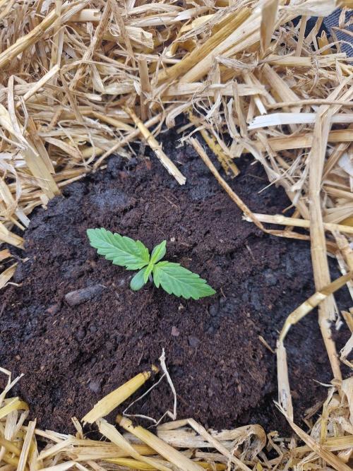 Purple Lemonade Auto by Fast Buds. Week 1 - day 6 post-transplant