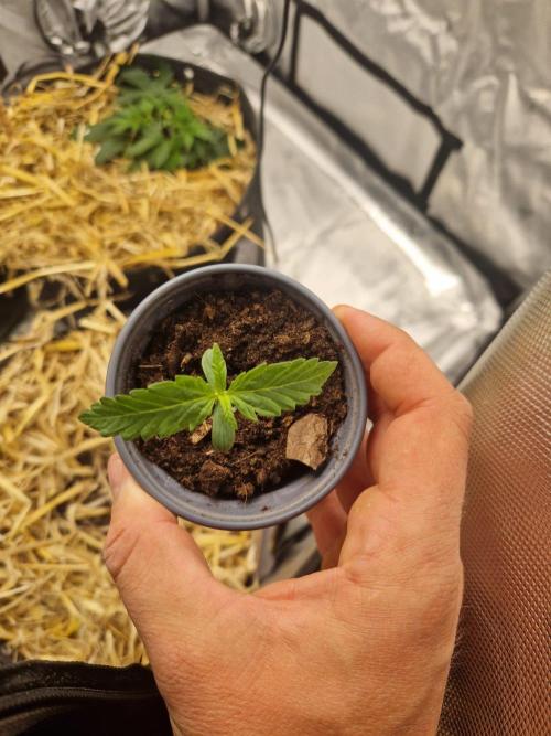 Purple Lemonade Auto by Fast Buds. Week 1 - day 6 pre-transplant
