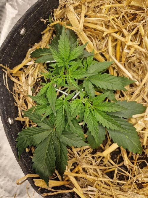 Gelato Auto by FastBuds. Week 3 - day 22