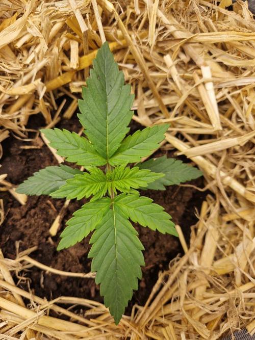 Grapefruit Auto. Week 2