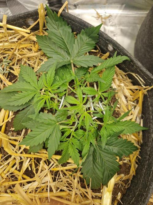 Gelato Auto by FastBuds. Week 3 - day 23