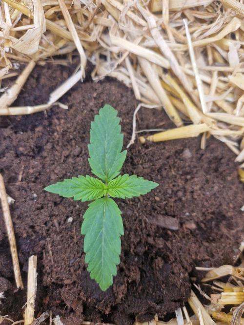 Purple Lemonade Auto by Fast Buds. Week 2 - day 8