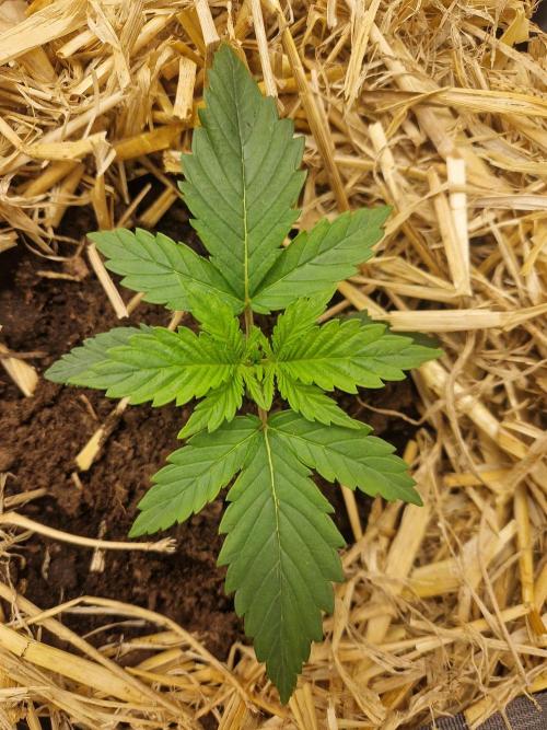 Grapefruit Auto. Week 2