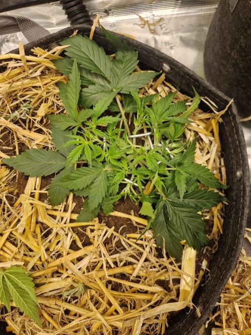 Gelato Auto by FastBuds. Week 3 - day 24