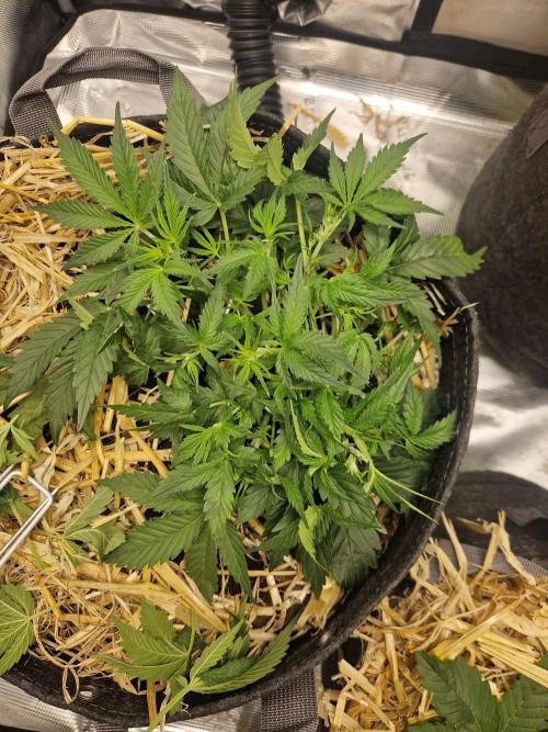 Gelato Auto by FastBuds. Week 4 - day 30