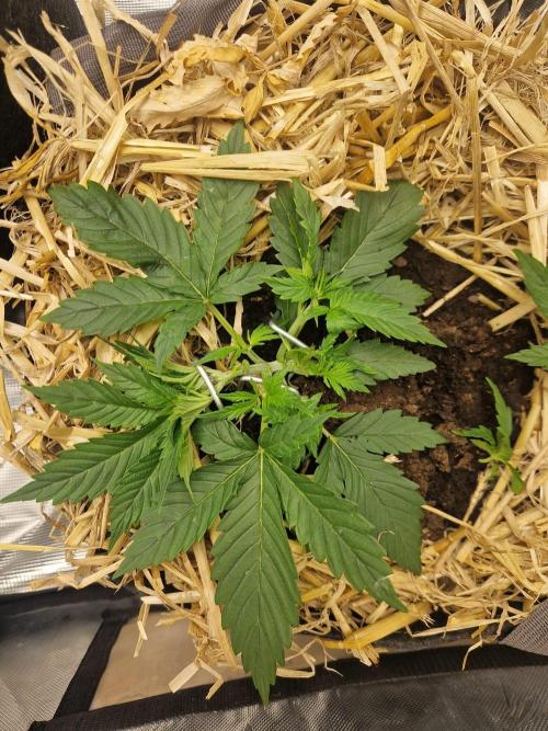 Grapefruit Auto. Week 3
