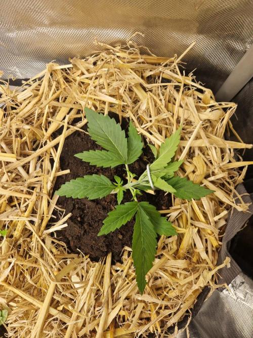 Purple Lemonade Auto by Fast Buds. Week 3 - day 14