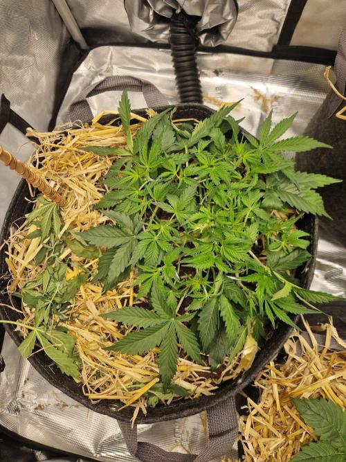 Gelato Auto by FastBuds. Week 4 - day 31