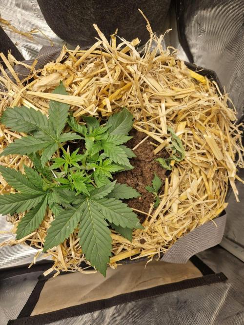 Grapefruit Auto. Week 3