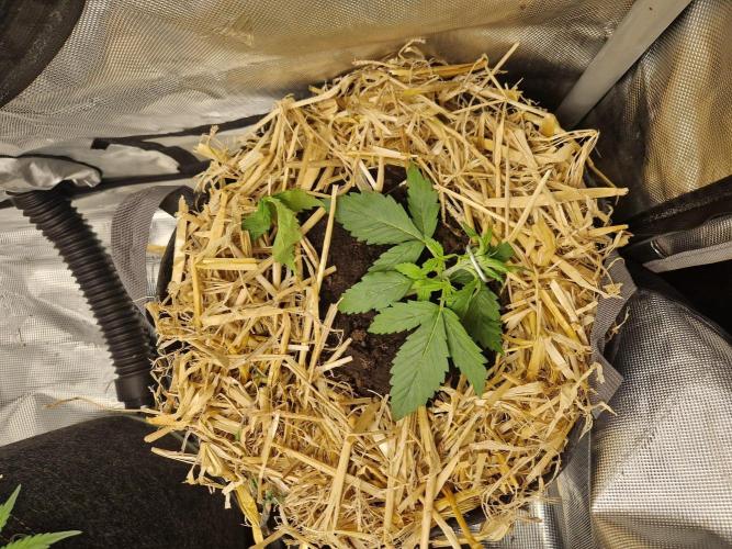 Purple Lemonade Auto by Fast Buds. Week 3 - day 15