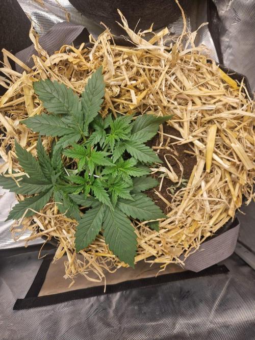 Grapefruit Auto. Week 3