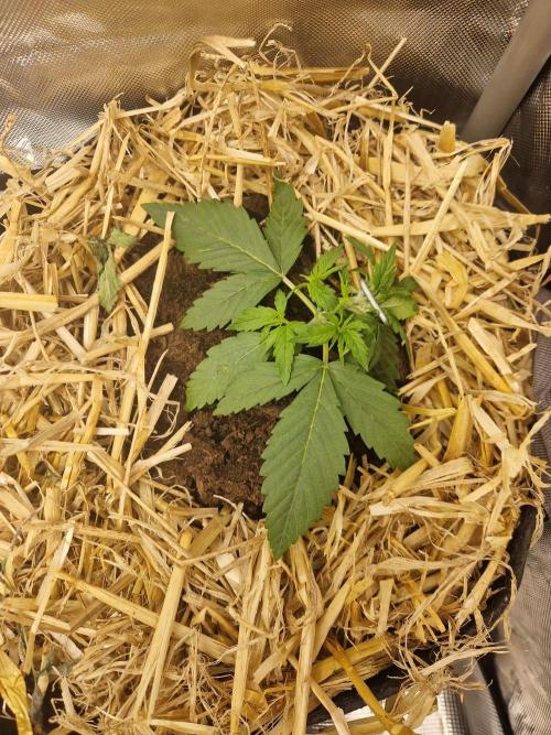 Purple Lemonade Auto by Fast Buds. Week 3 - day 16