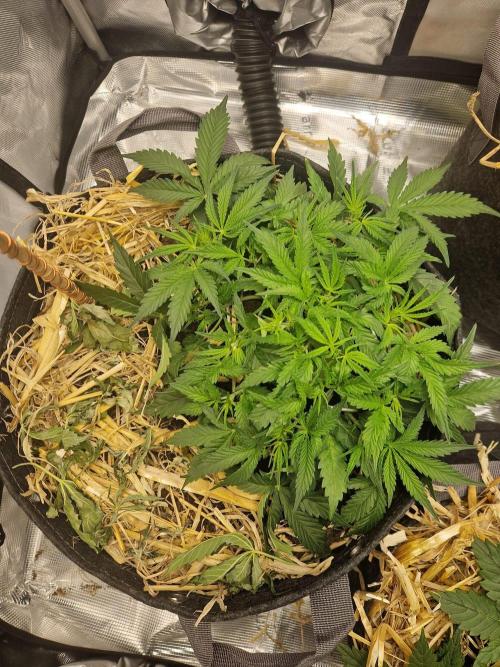 Gelato Auto by FastBuds. Week 4 - day 32