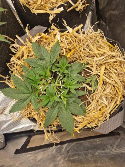 Grapefruit Auto. Week 4