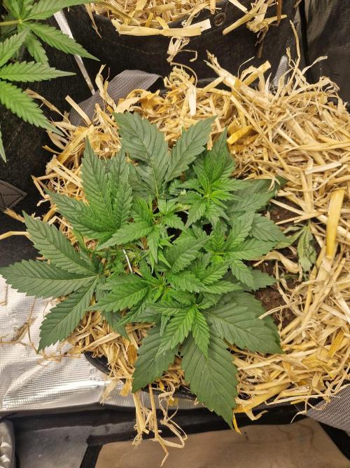 Grapefruit Auto by Fast Buds. Week 4 - day 23