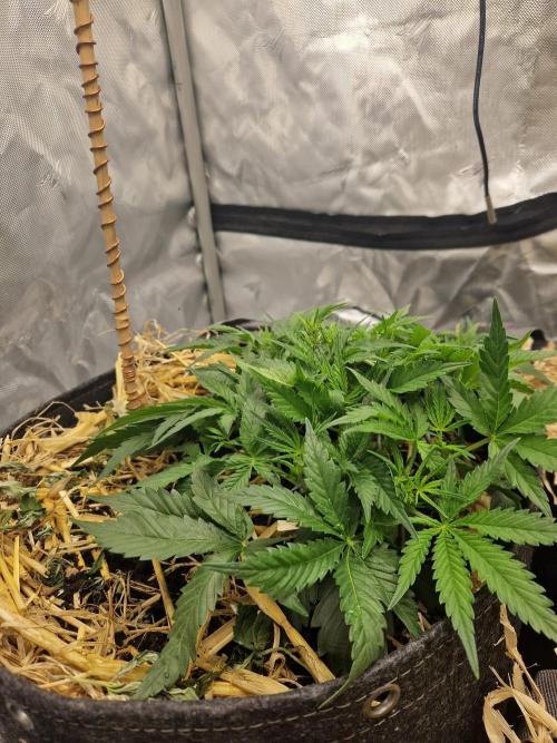Gelato Auto by FastBuds. Week 4 - day 33 side