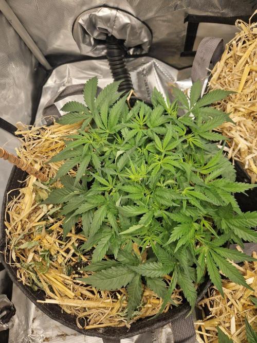 Gelato Auto by FastBuds. Week 4 - day 33