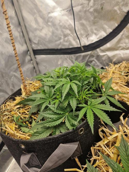 Gelato Auto by FastBuds. Week 4 - day 34 side