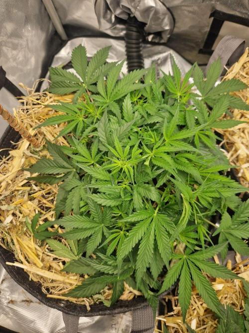 Gelato Auto by FastBuds. Week 4 - day 34
