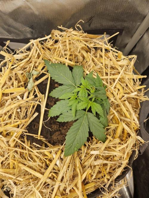 Purple Lemonade Auto by Fast Buds. Week 3 - day 17