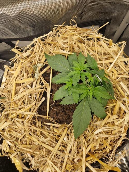 Purple Lemonade Auto by Fast Buds. Week 3 - day 18