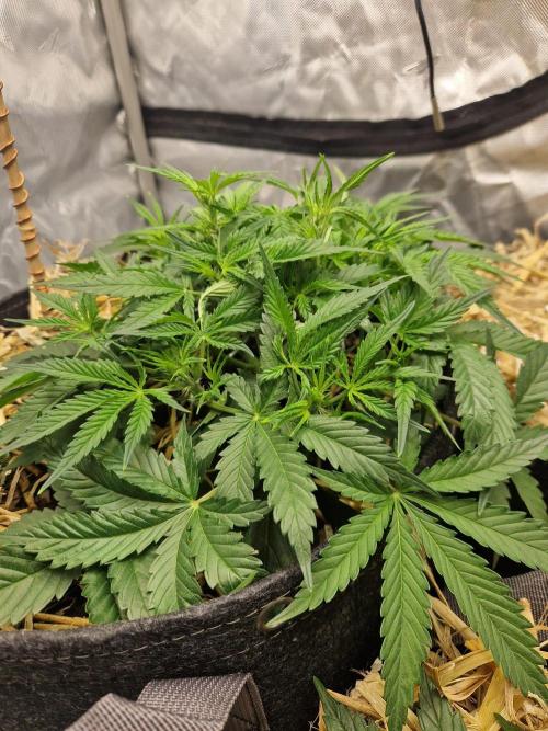 Gelato Auto by FastBuds. Week 4 - day 35 side