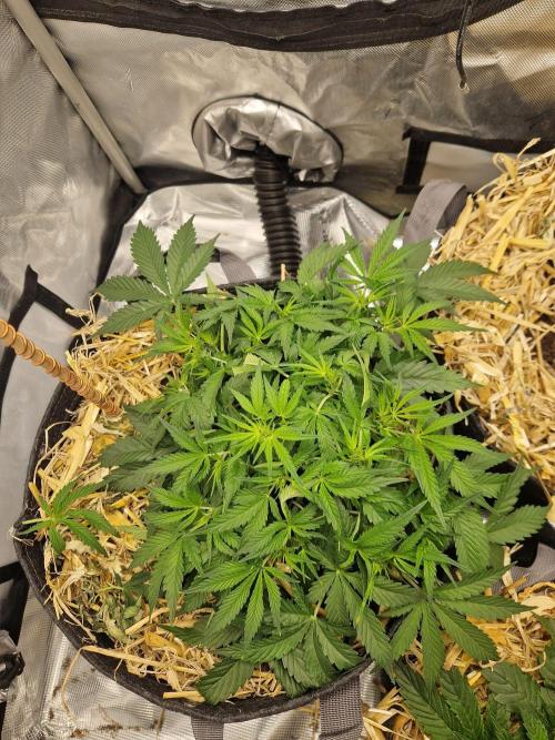 Gelato Auto by FastBuds. Week 4 - day 35
