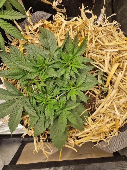 Grapefruit Auto. Week 4