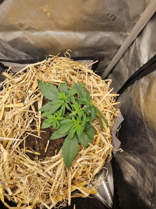Purple Lemonade Auto by Fast Buds. Week 3 - day 19