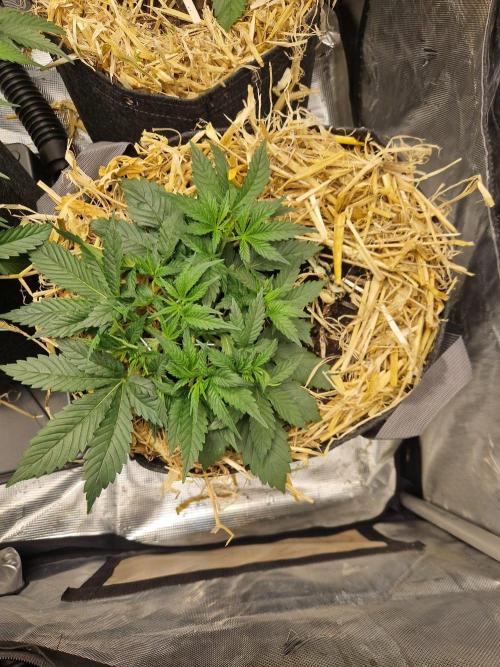 Grapefruit Auto. Week 4