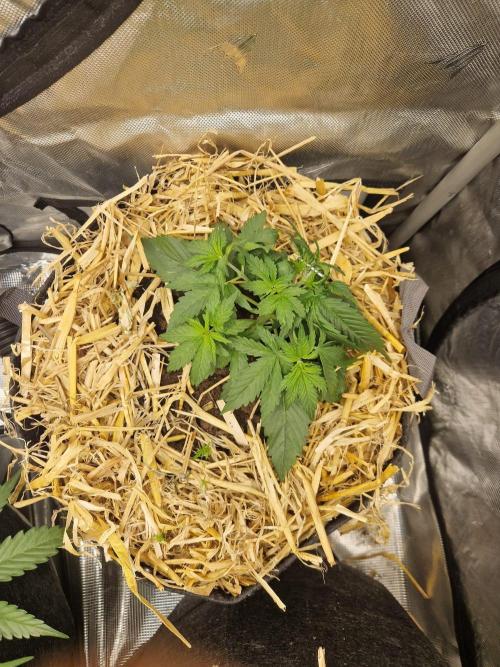 Purple Lemonade Auto by Fast Buds. Week 3 - day 20