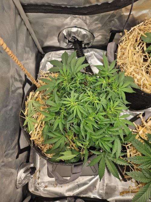 Gelato Auto by FastBuds. Week 5 - day 36