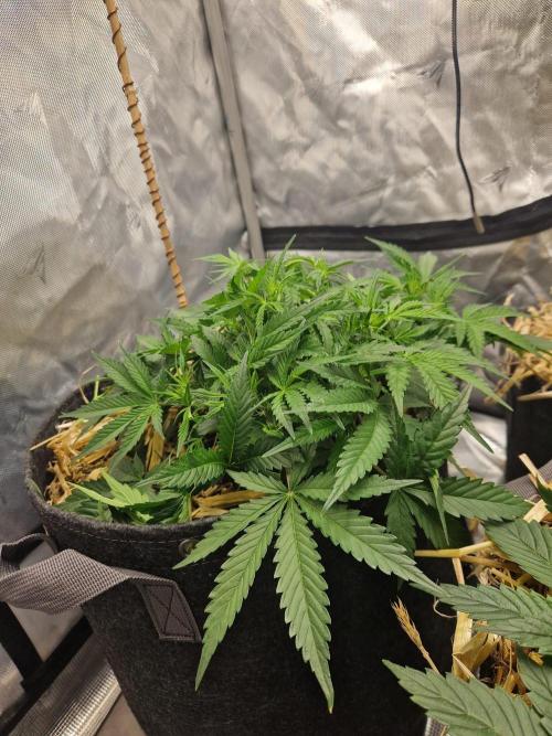 Gelato Auto by FastBuds. Week 5 - day 36 side