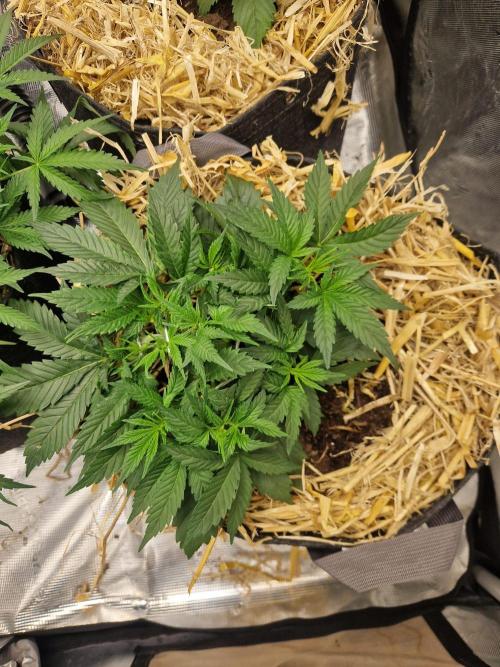 Grapefruit Auto. Week 4