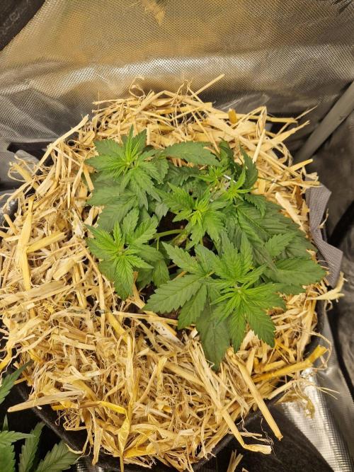 Purple Lemonade Auto by Fast Buds. Week 3 - day 21