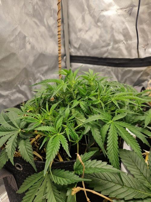 Gelato Auto by FastBuds. Week 5 - day 37 side