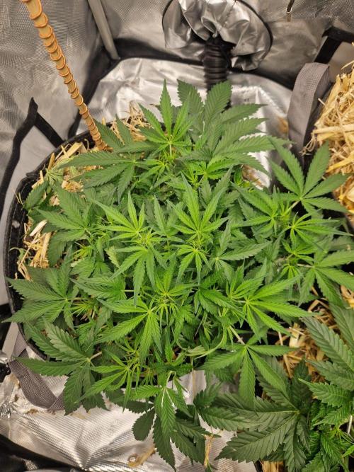 Gelato Auto by FastBuds. Week 5 - day 37
