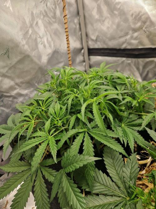 Gelato Auto by FastBuds. Week 5 - day 38 side