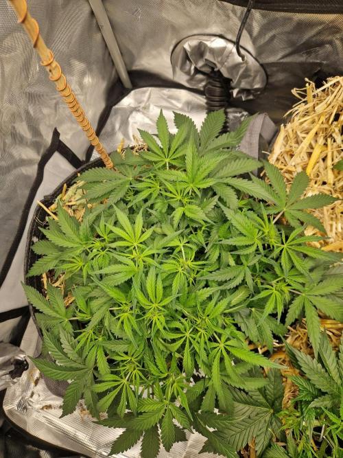 Gelato Auto by FastBuds. Week 5 - day 38