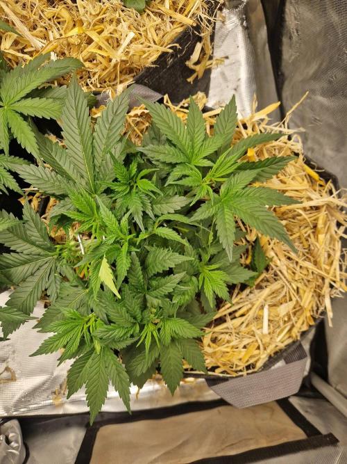 Grapefruit Auto. Week 4