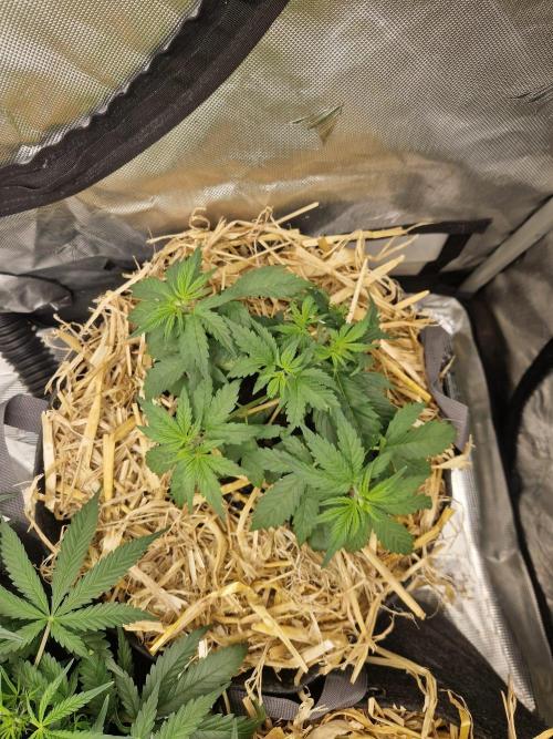 Purple Lemonade Auto by Fast Buds. Week 4 - day 22