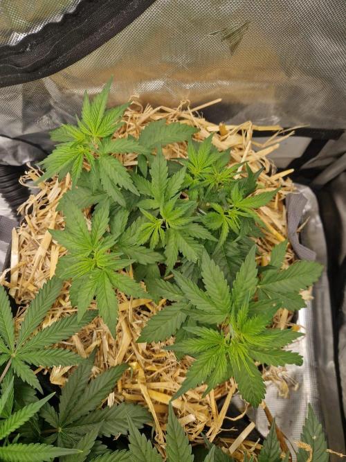 Purple Lemonade Auto by Fast Buds. Week 4 - day 23