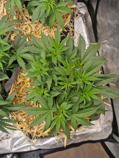 Grapefruit Auto. Week 4