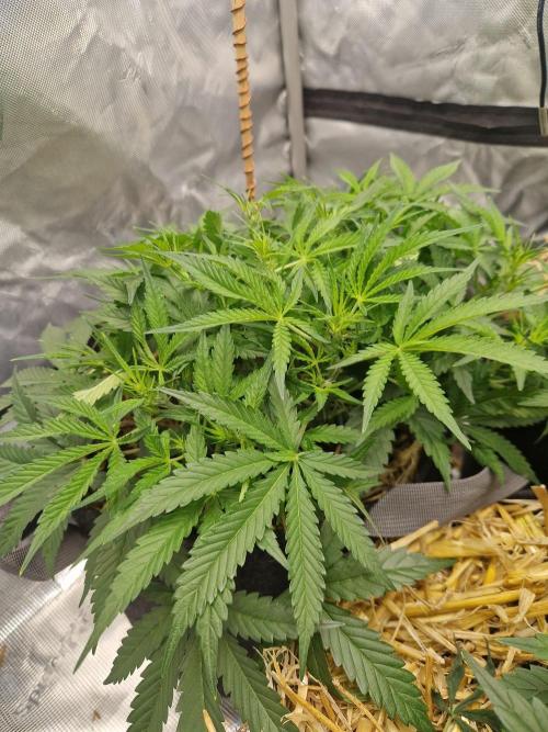 Gelato Auto. Week 5