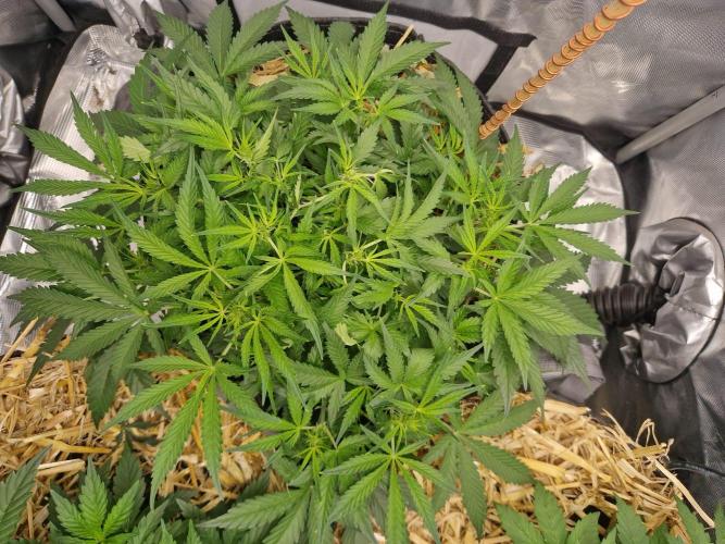 Gelato Auto by FastBuds. Week 5 - day 39