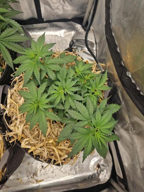 Purple Lemonade Auto by Fast Buds. Week 4 - day 24