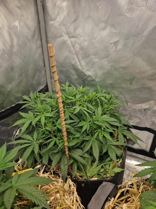 Gelato Auto. Week 5