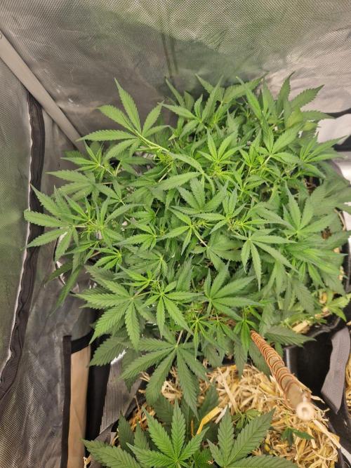 Gelato Auto by FastBuds. Week 5 - day 40