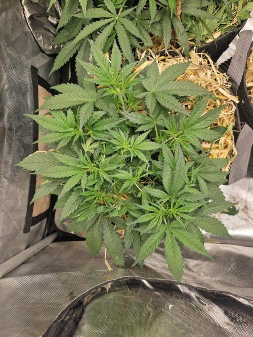 Grapefruit Auto. Week 5