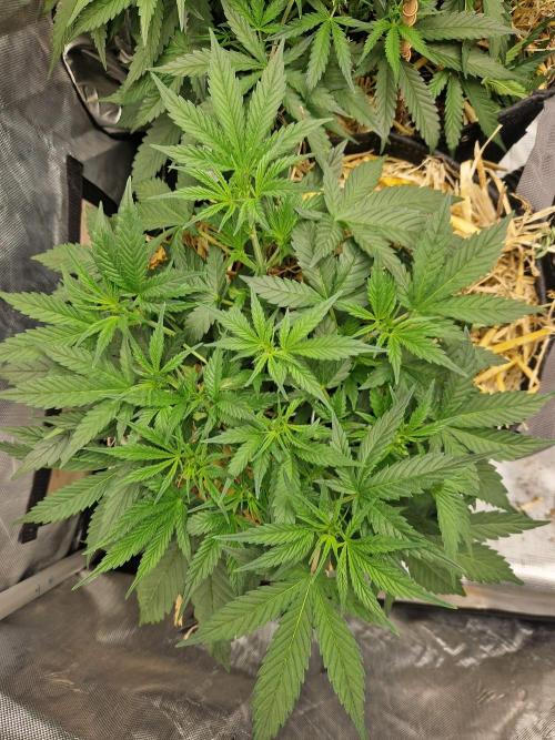 Grapefruit Auto. Week 5